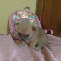 Cucciola di chihuahua femmina