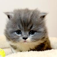 Cucciolo Persiano Bicolore