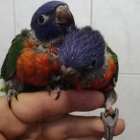 Lorichetto arcobaleno