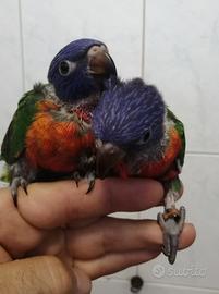 Lorichetto arcobaleno