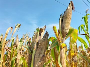 Azienda agricola di ettari 41