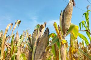 Azienda agricola di ettari 41