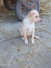 Cucciolo di 2 mesi