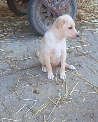 Cucciolo di 2 mesi