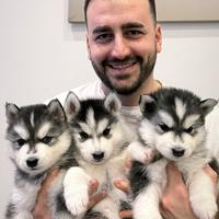 Cuccioli husky pedigree