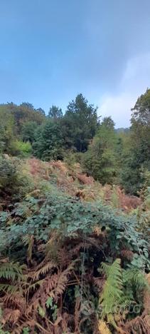 Terreno con bosco