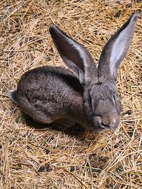 Conigli razza fiandra