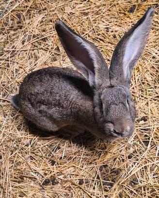 Conigli razza fiandra