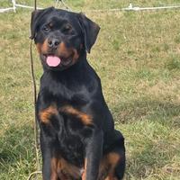 Rottweiler