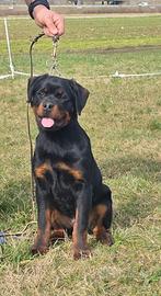 Rottweiler