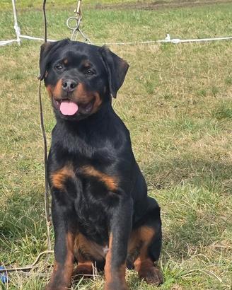 Rottweiler