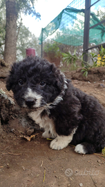 Cuccioli di Cane di Mannara/Mastino Siciliano