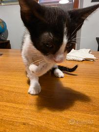Gattina