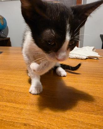 Gattina