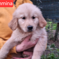 Golden retriever femmina