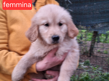 Golden retriever femmina
