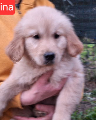 Golden retriever femmina