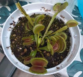 Piante carnivore e fiori