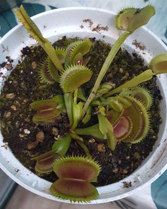 Piante carnivore e fiori