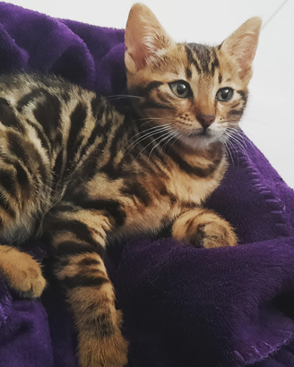 Cucciolo Gatto Bengala Cuccioli Gatti