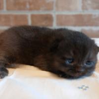 British Shorthair (simile) Chocolate Scuro Mashio