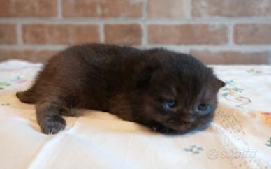 British Shorthair (simile) Chocolate Scuro Mashio