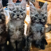 Cuccioli Maine Coon stupendi