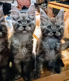 Cuccioli Maine Coon stupendi