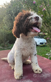 Cuccioli di lagotto