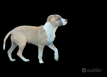 Pitbull cuccioli