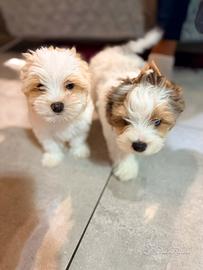 Cuccioli biewer bluebery è golddust con pedigree