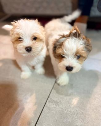 Cuccioli biewer bluebery è golddust con pedigree