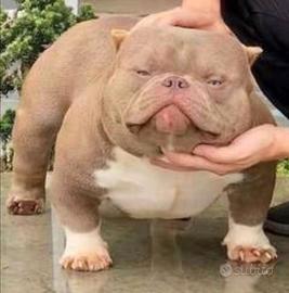 American bully