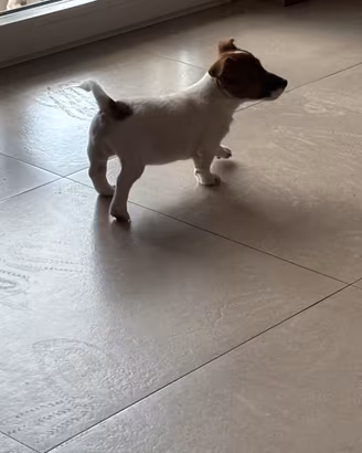 Cuccioli di Jek Russel zampa corta