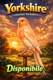 Canarino Yorkshire