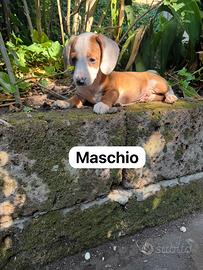 Cuccioli di bassotto nano