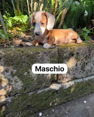 Cuccioli di bassotto nano