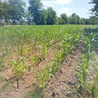 Terreno agricolo cavasagra di Vedelago