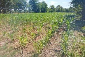 Terreno agricolo cavasagra di Vedelago