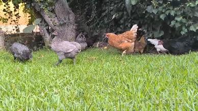 Galline