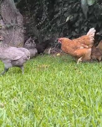 Galline