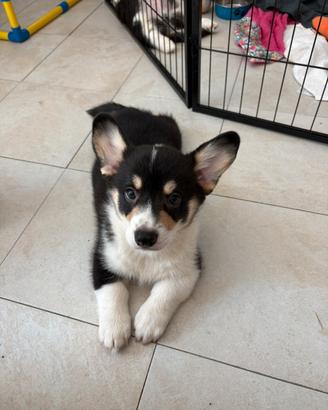 Cucciolo Welsh Corgi Pembroke