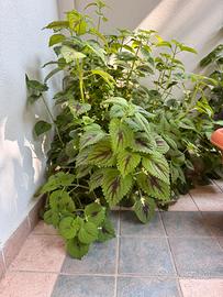 Pianta coleus grande e rigogliosa