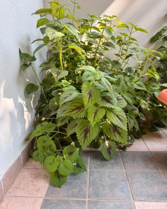 Pianta coleus grande e rigogliosa