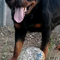 Rottweiler