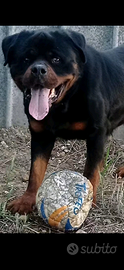 Rottweiler