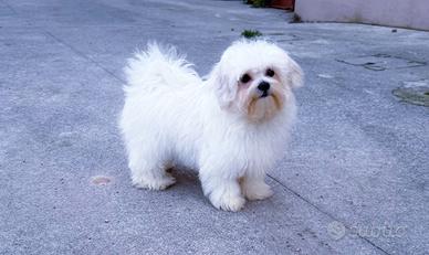 Femmina cucciola di Maltese
