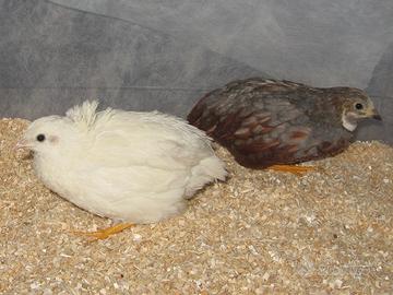 Quaglie cinesi c.e.r.c.o