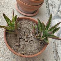 Vaso in terracotta con 2 piante di ALOE.