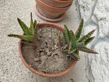 Vaso in terracotta con 2 piante di ALOE.